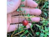 Photo: Cranberry Bog Hike