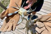 Photo: Crabbing 101